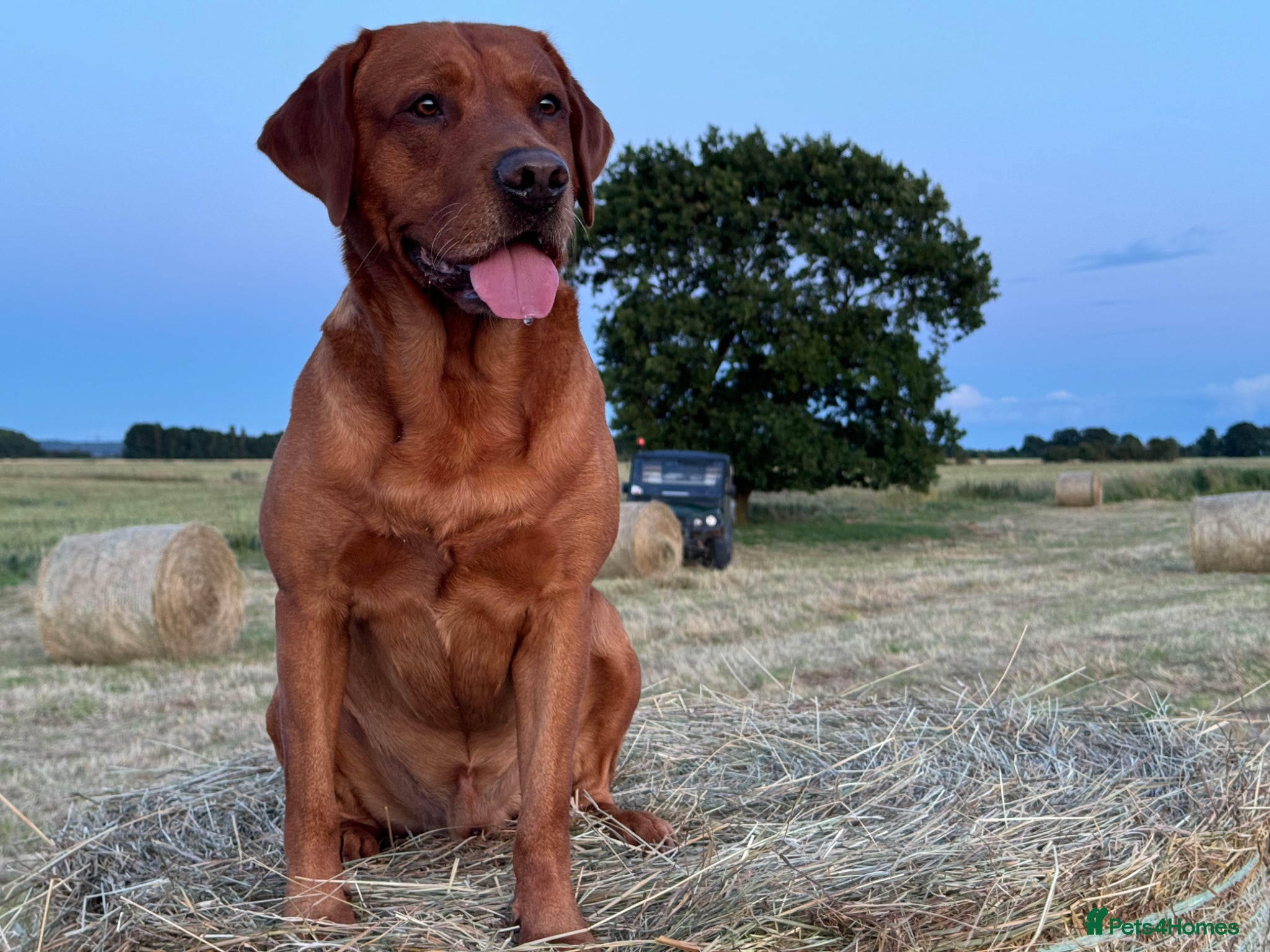 Labrador Retriever dogs for sale: KC litter of Fox Red Labradors  - Advert 5