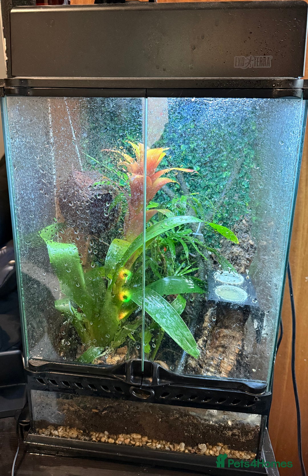 Gecko reptiles for sale: Gargoyle Gecko Full Bioactive Setup - Image 3