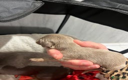 Dachshund dogs for sale:  dachshund miniature - Image 5