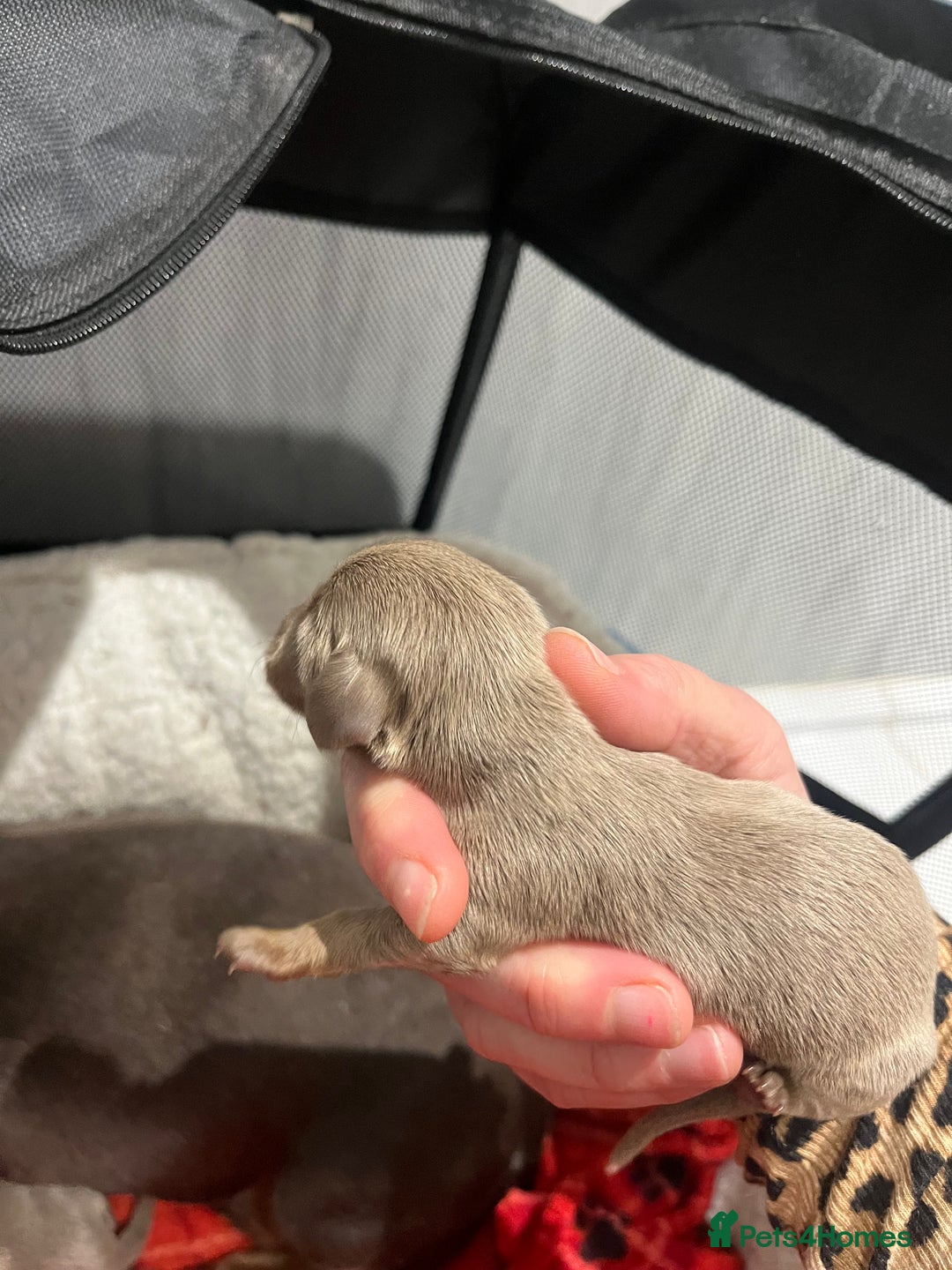 Dachshund dogs for sale:  dachshund miniature - Image 5