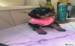 Cavapoo dogs for sale: Our last Toy cavapoo puppy looking for a home  - Image 22