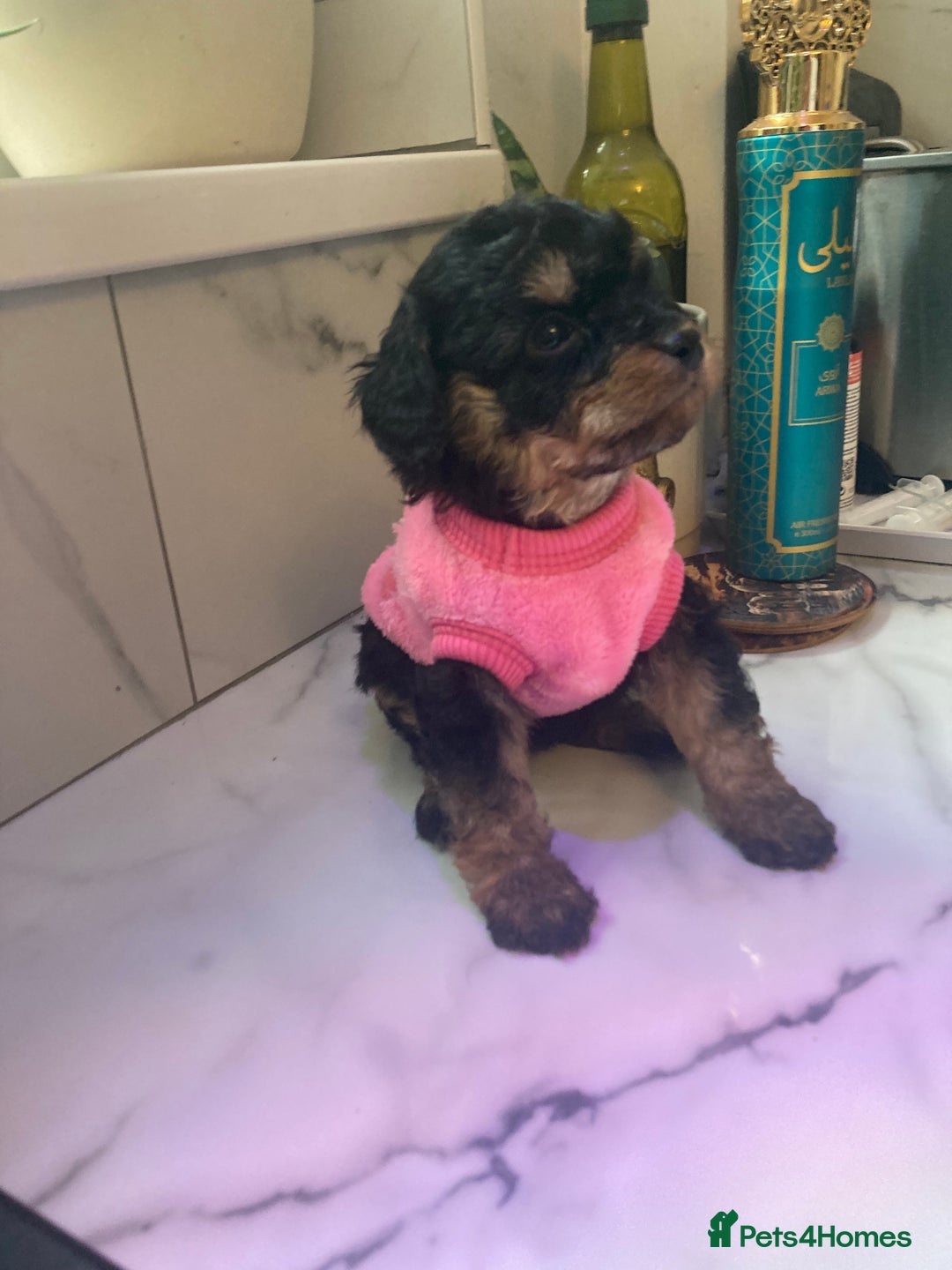 Cavapoo dogs for sale: Our last Toy cavapoo puppy looking for a home  - Image 22