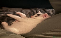 Mixed Breed cats for sale: 5 Adorable Fluffy White Playful Kittens  - Image 32