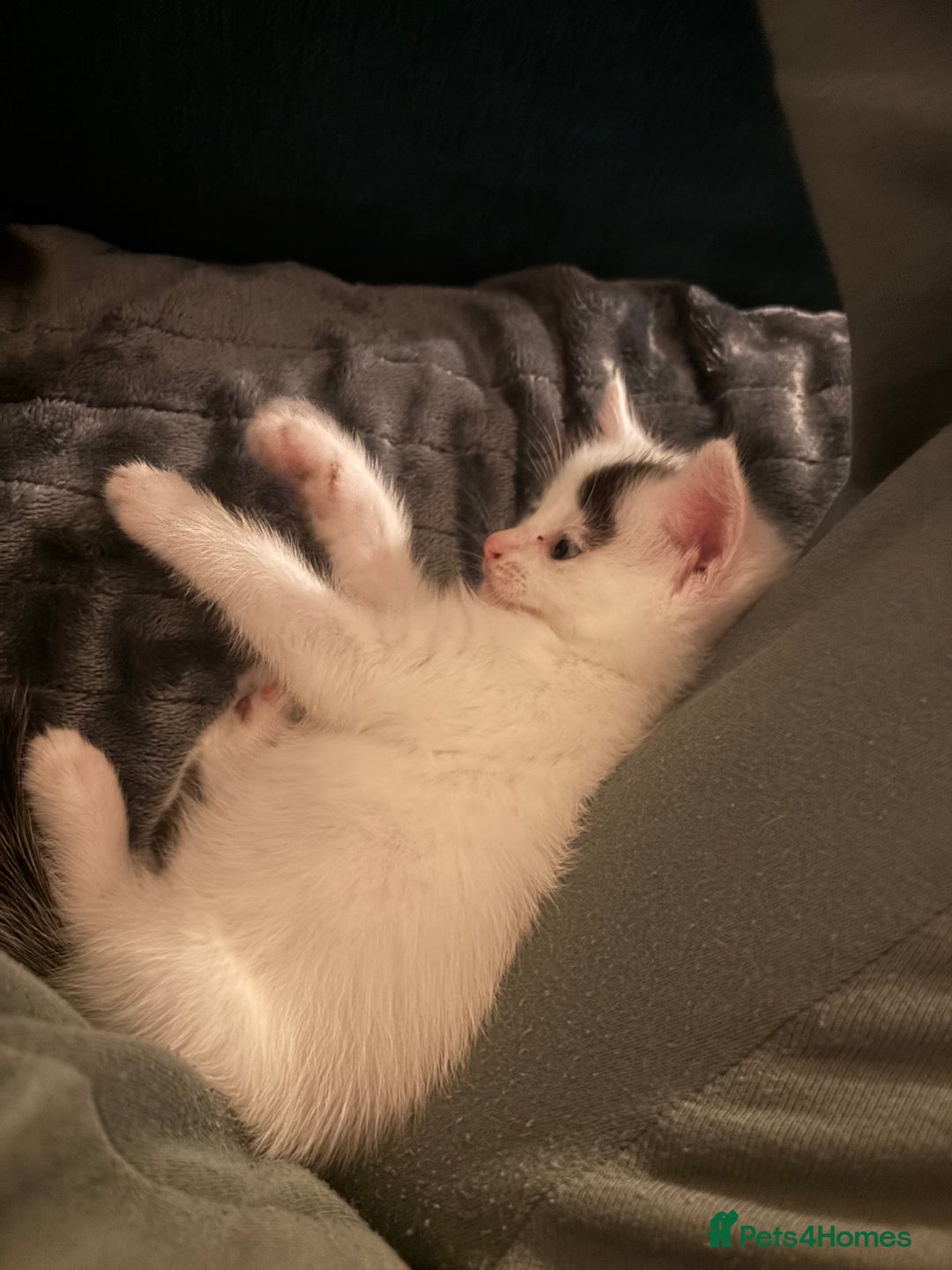 Mixed Breed cats for sale: 5 Adorable Fluffy White Playful Kittens  - Image 32