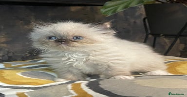 Persian cats - Advert 5