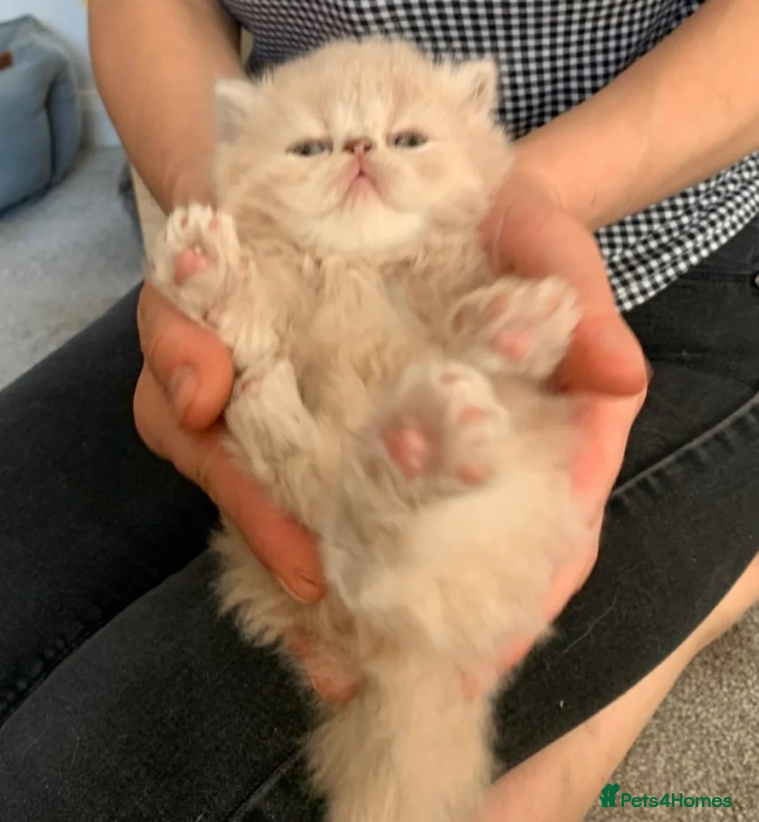 Persian cats for stud: GCCF Active Persian Exotic stud-PKD/PRA&FELV clear in Gerrards Cross - Advert 20