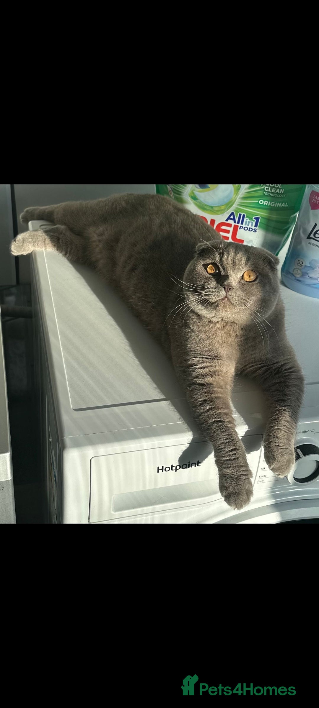 Scottish Fold cats for sale: Show quality Scottish fold  - Advert 2