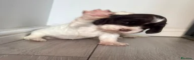 Cocker Spaniel 7