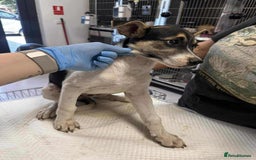 Mixed Breed dogs for adoption: 🍶Milkshake🍶 needs a home!  - Image 5