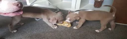 American Bully dogs for sale: Female American pocket bully puppy - Advert 26