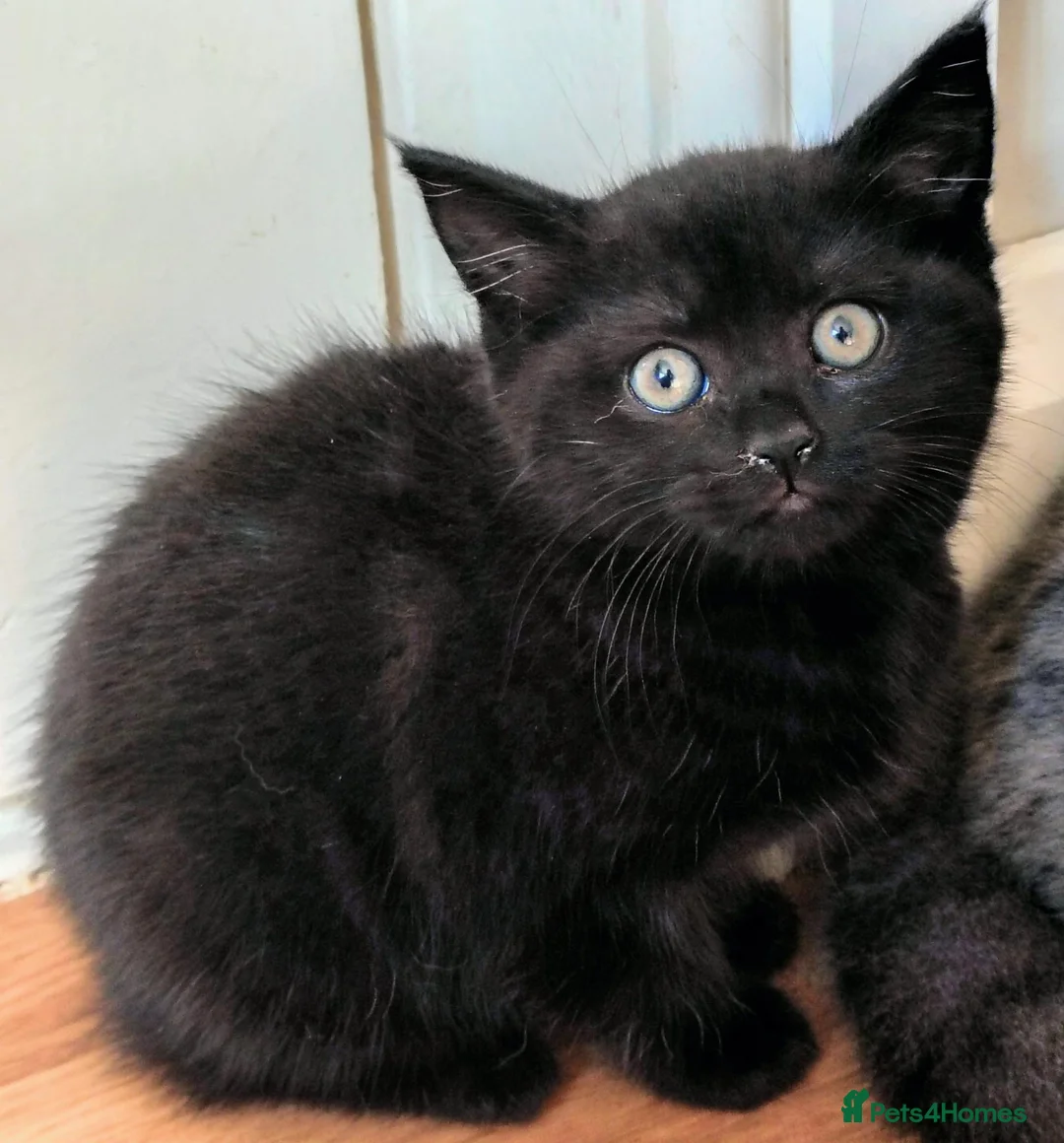 Mixed Breed cats for sale: Mix breed kittens  - Advert 2