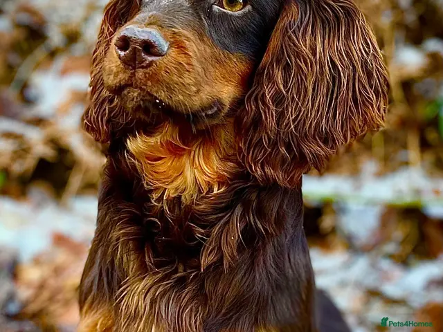 Cocker Spaniel dogs for stud: Small but Mighty! Health Tested, Kc Reg at Stud - Advert 1