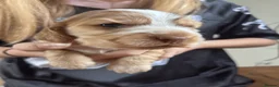 Cocker Spaniel dogs for sale: Gorgeous KC Reg Show Cocker Spaniels in Lancaster - Advert 16