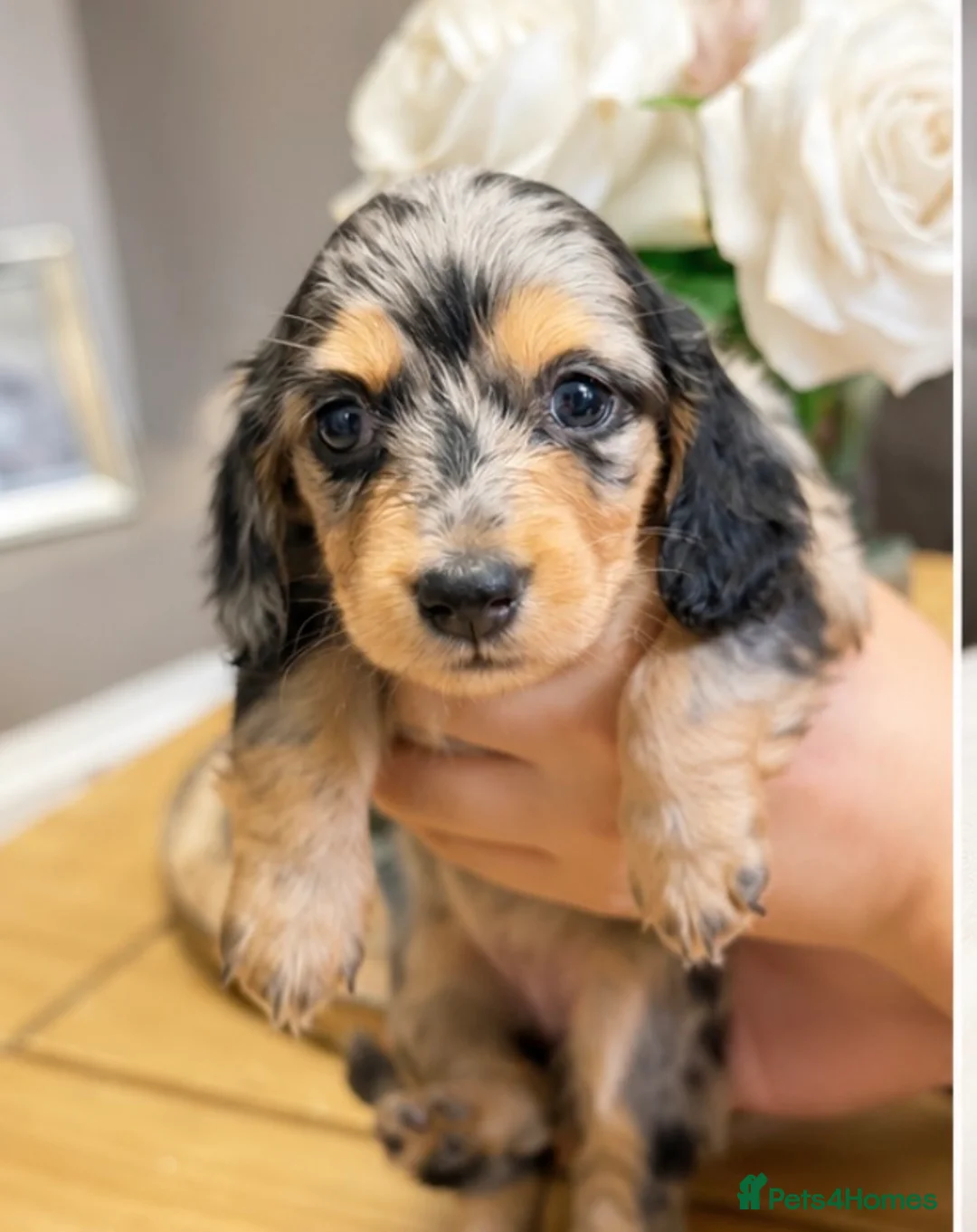 Miniature Dachshund dogs for sale: Stunning Silver Dapple Long Haired Dachshund Pups - Advert 2