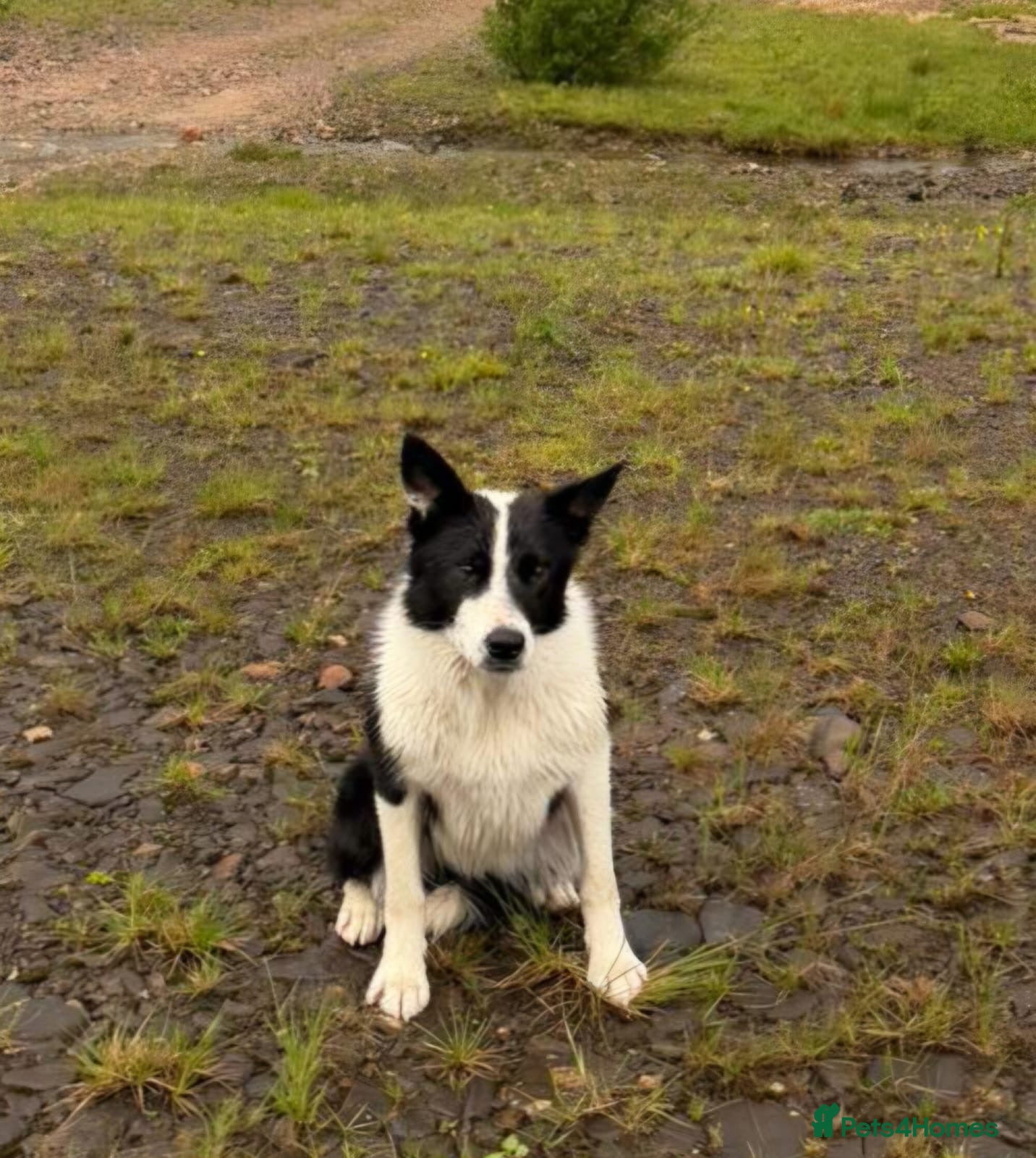 Border Collie dogs Failed sheepdog looking for a loving home - Advert 1