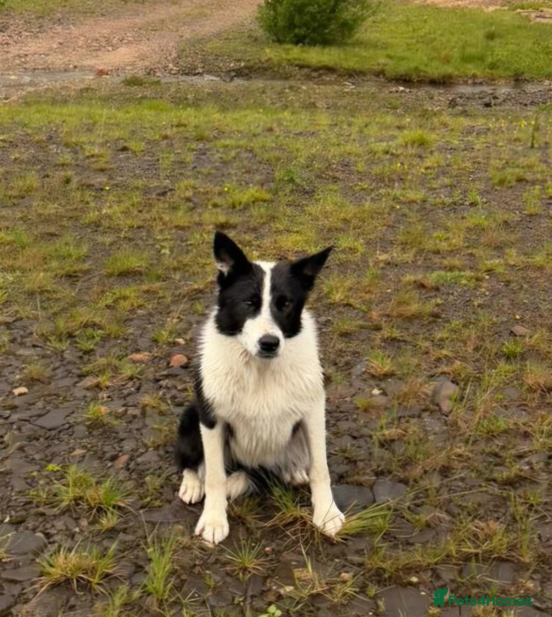 Border Collie dogs for sale: Failed sheepdog looking for a loving home - Advert 1