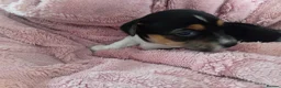 Jack Russell dogs for sale: Full pedigree jack russell pups  in Middlesbrough - Advert 4