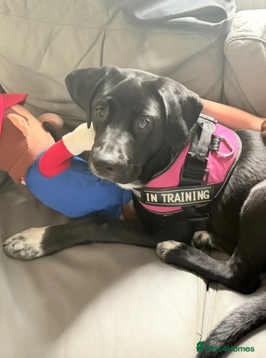 Mixed Breed dogs for sale: Astra  - Advert 5