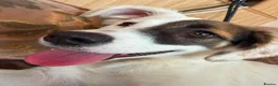 Mixed Breed dogs for adoption: Dhylis - Advert 4
