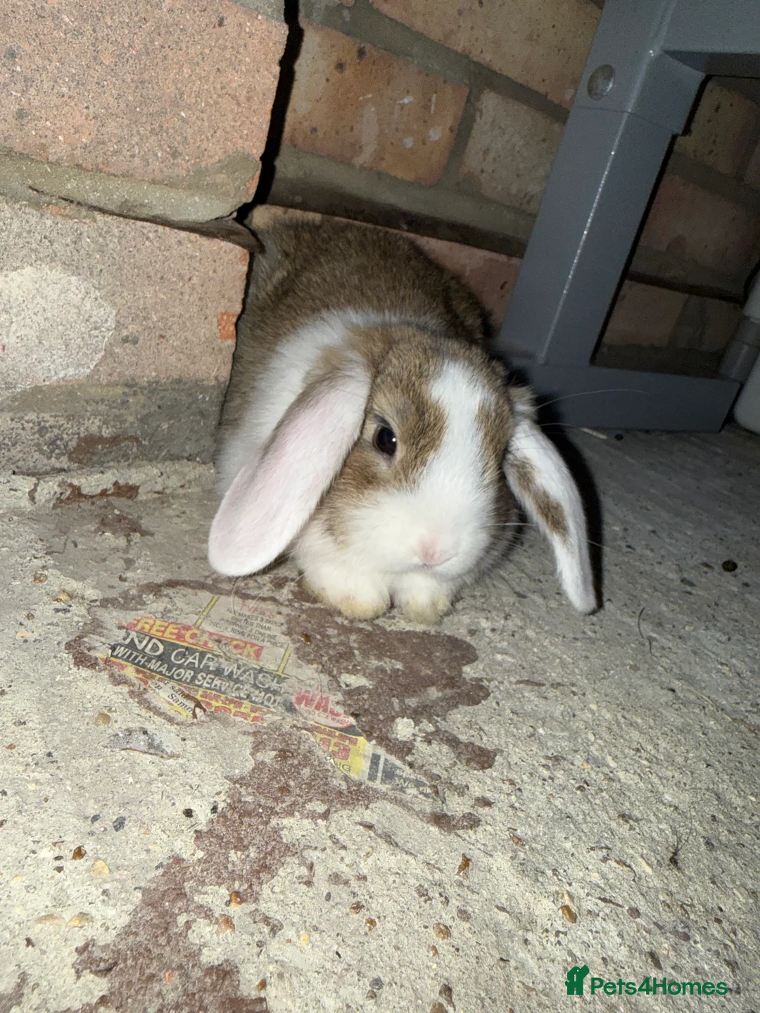 Mini Lop rabbits for sale: Mini lops looking for there forever home  in Swanley - Advert 1