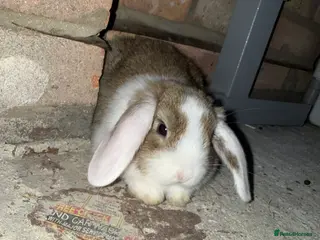 Mini Lop rabbits Mini lops looking for there forever home - Advert 3
