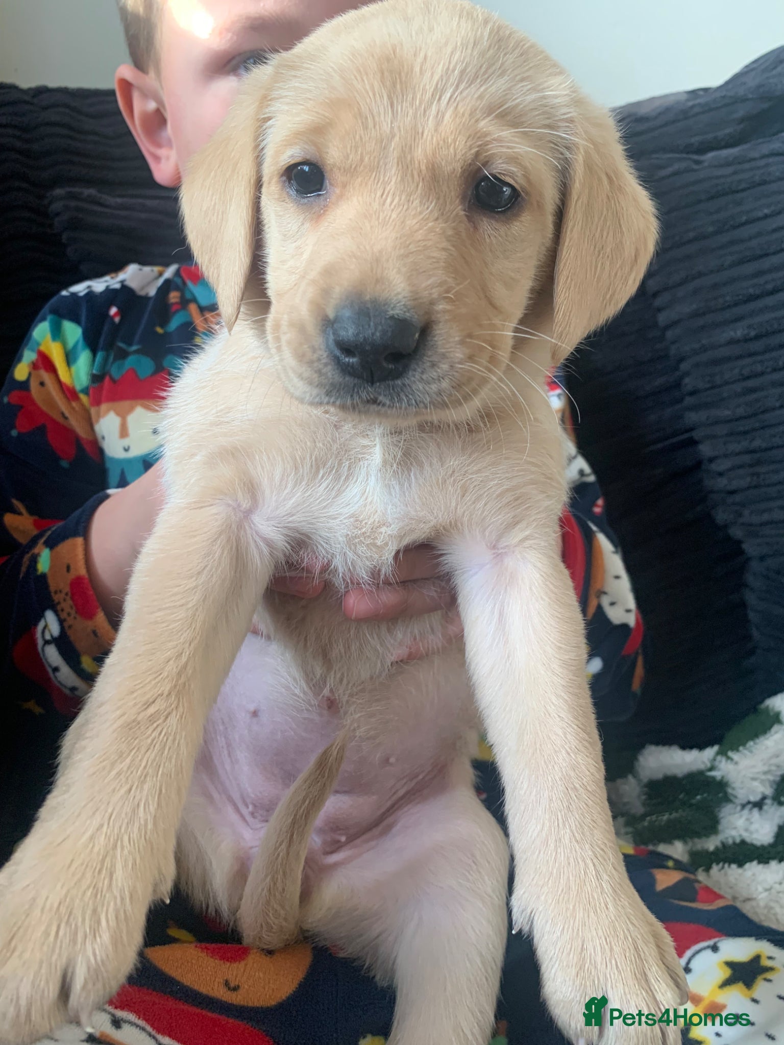Labrador Retriever dogs PREMIUM KC REG YELLOW LABRADOR RETRIEVER PUPPIES - Advert 4