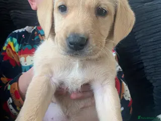 Labrador Retriever dogs PREMIUM KC REG YELLOW LABRADOR RETRIEVER PUPPIES - Advert 4