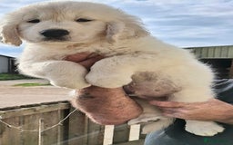 Golden Retriever dogs for sale: Golden Retreiver Puppies  - Image 5
