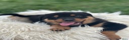 Rottweiler dogs for sale:  Rottweiler puppies needs a good home - Advert 4