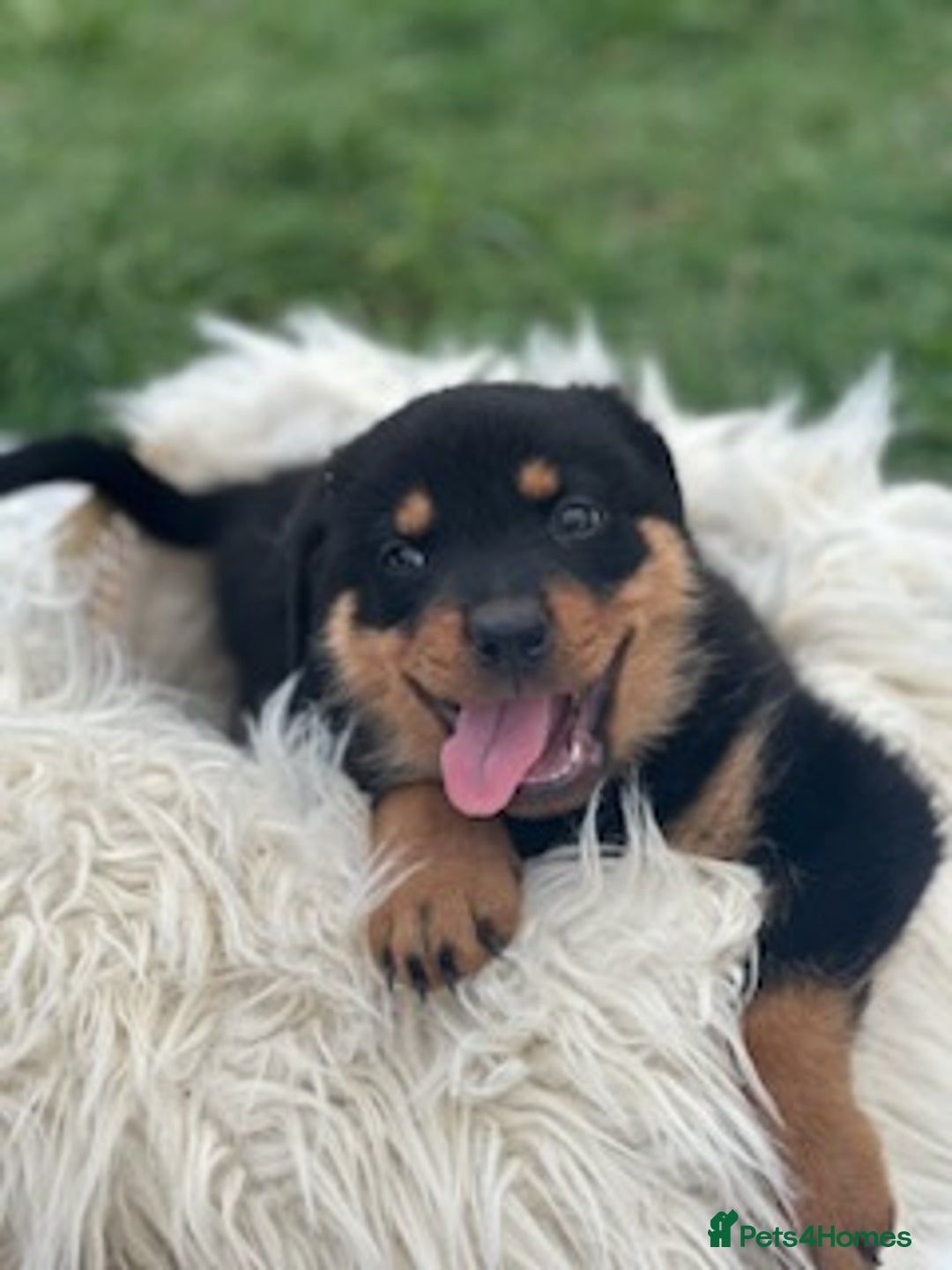 Rottweiler dogs for sale:  Rottweiler puppies needs a good home - Advert 4