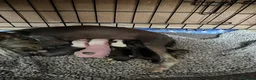 Chinese Crested dogs for sale: Lovely Chinese crested puppies for sale  - Advert 2