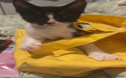 Domestic Shorthair cats for sale: 3 lovely black and white kittens - Image 16