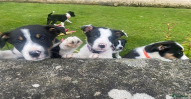 Border Collie dogs - Advert 6
