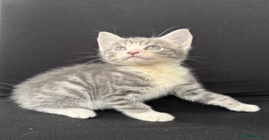 Mixed Breed cats - Advert 7