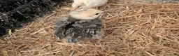 Chickens poultry for sale: unsexed chicks and quail and eggs - Advert 6