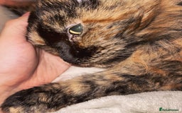 Maine Coon cats for sale: A Loving Maine Coon Girl Seeking Her Forever Home - Image 3