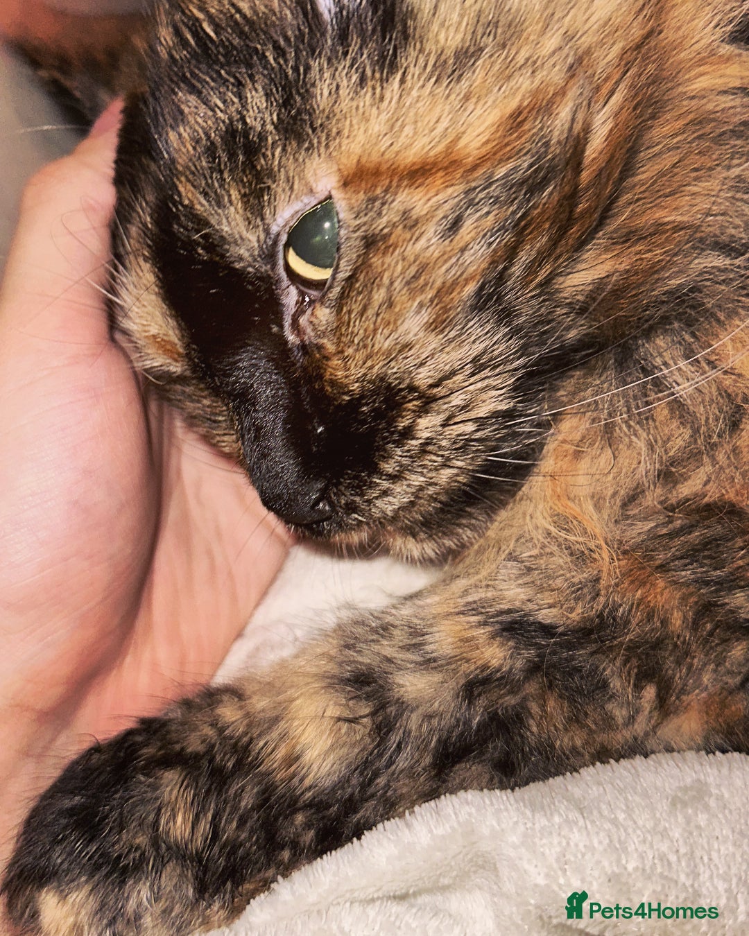 Maine Coon cats for sale: A Loving Maine Coon Girl Seeking Her Forever Home - Image 3