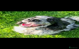 Cocker Spaniel dogs for sale: Exceptional Pedigree Show Type English Cockers  - Image 4