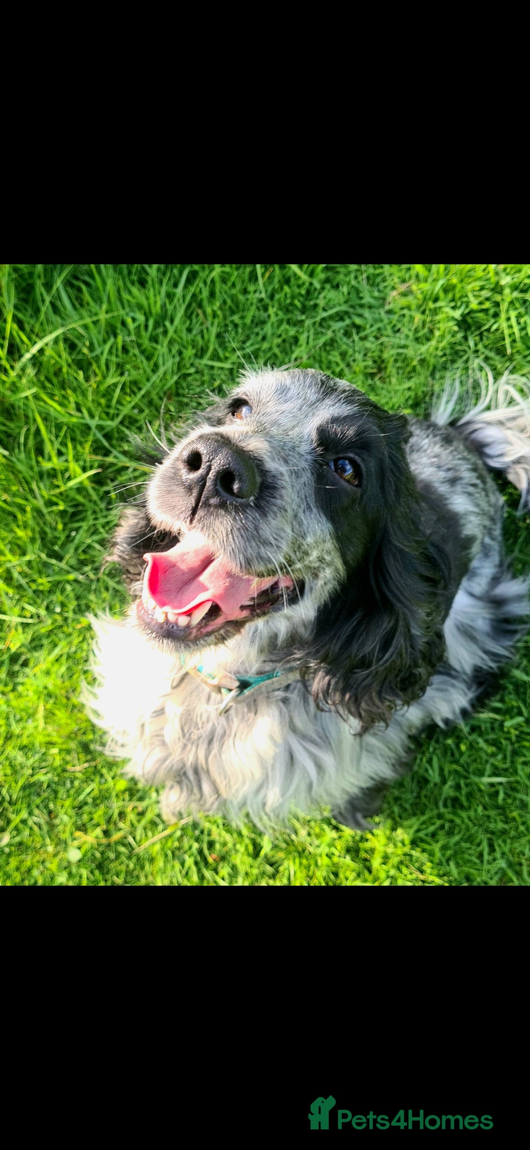 Cocker Spaniel dogs for sale: Exceptional Pedigree Show Type English Cockers  - Image 4