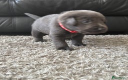 Labrador Retriever dogs for sale: Stunning Charcoal Labrador puppies - Image 10