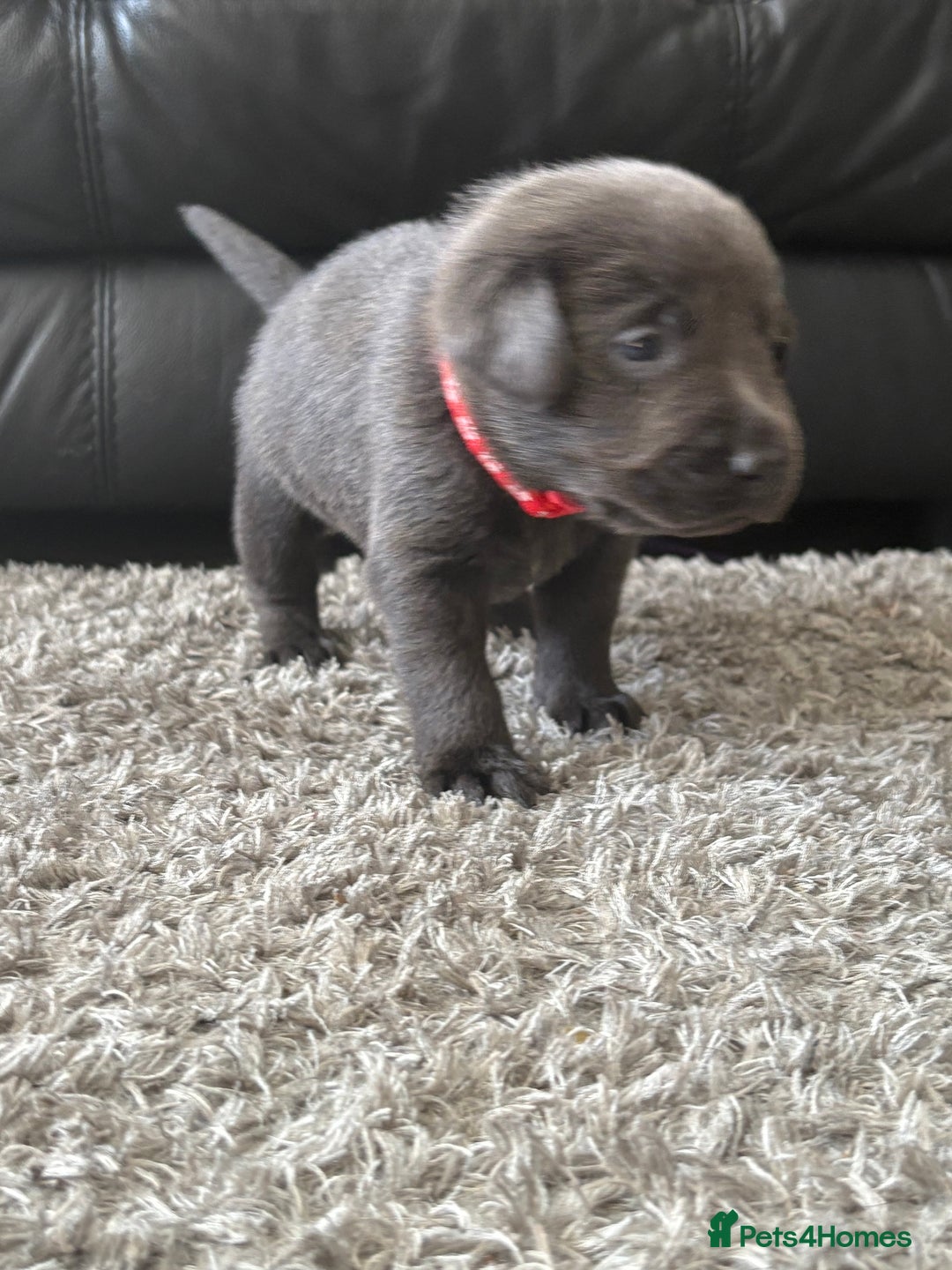 Labrador Retriever dogs for sale: Stunning Charcoal Labrador puppies - Image 10