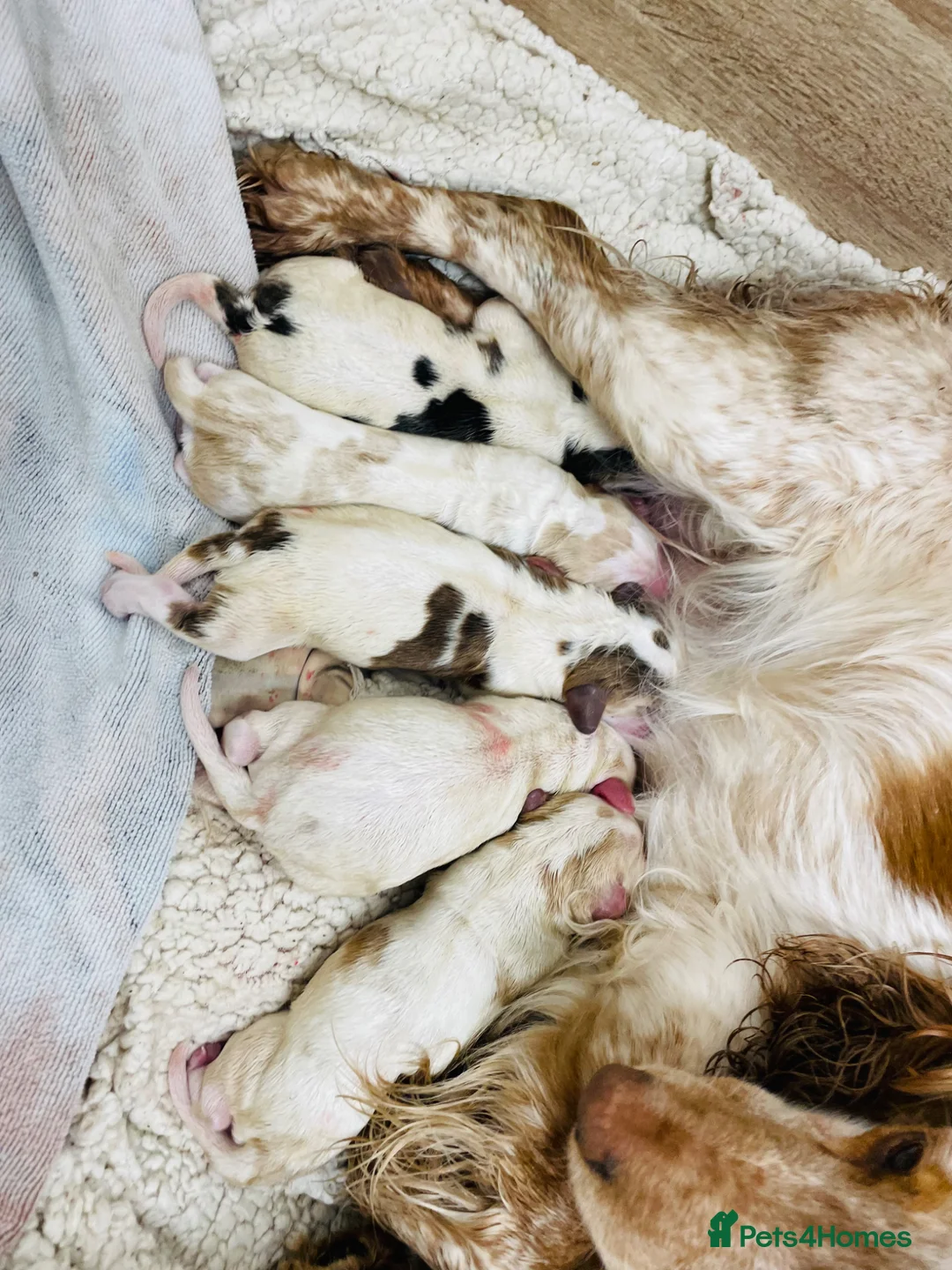 Sprocker dogs for sale: Spaniel pups  - Advert 2