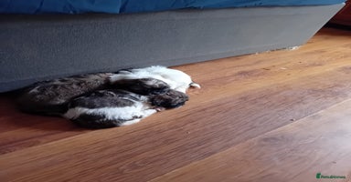 Shih Tzu dogs - Advert 16