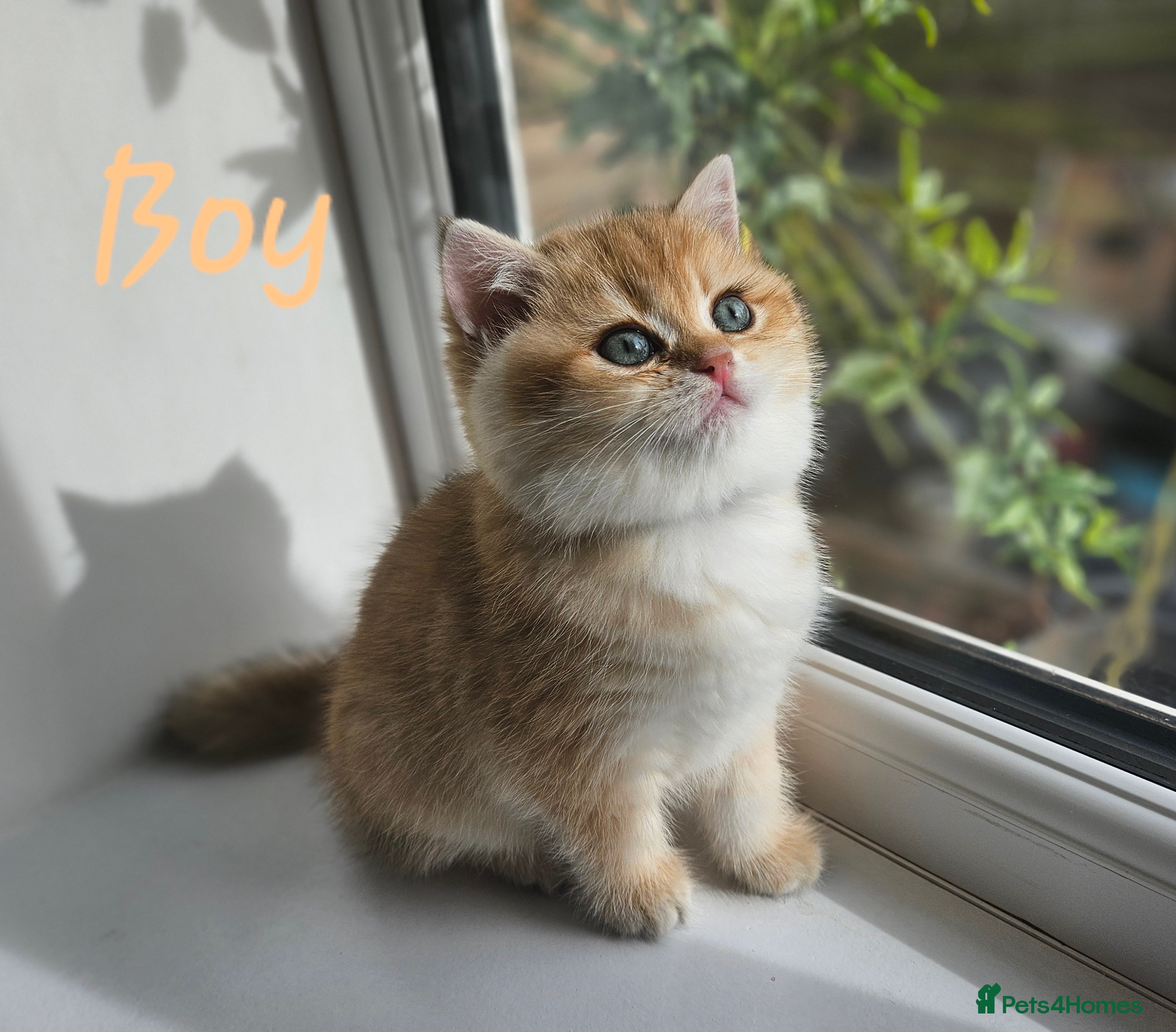 British Shorthair cats Pure Pedigree BSH Kittens GCCF Rare Golden /Silver - Advert 3