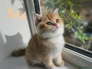 British Shorthair cats Pure Pedigree BSH Kittens GCCF Rare Golden /Silver - Advert 3