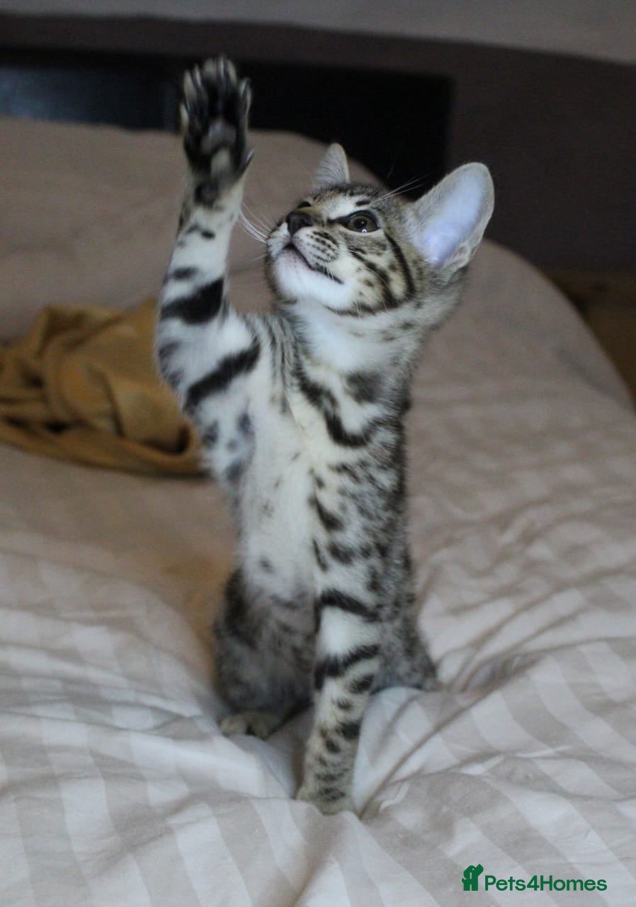 Savannah cats Stunning Davannah kittens - Advert 3