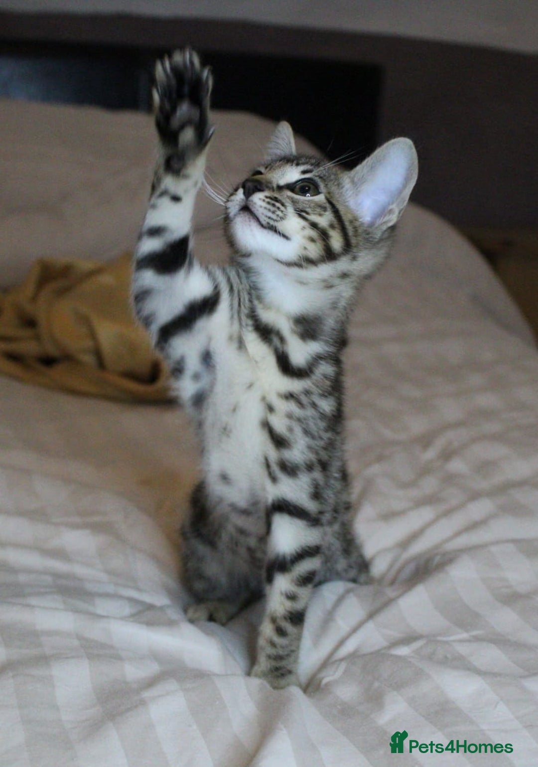 Savannah cats for sale: Stunning Davannah kittens - Advert 1