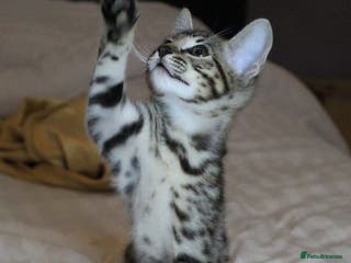 Savannah cats Stunning Savannah kittens - Advert 1