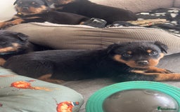 Rottweiler dogs for sale: Rottweiler  puppies ready today  - Image 3