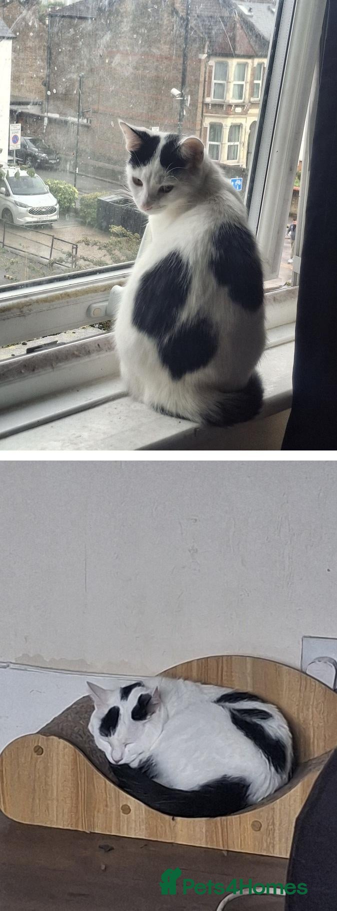 Mixed Breed cats 🐾 Tina & Nina — Pair of Beautiful Ragdoll-Cross  - Advert 1